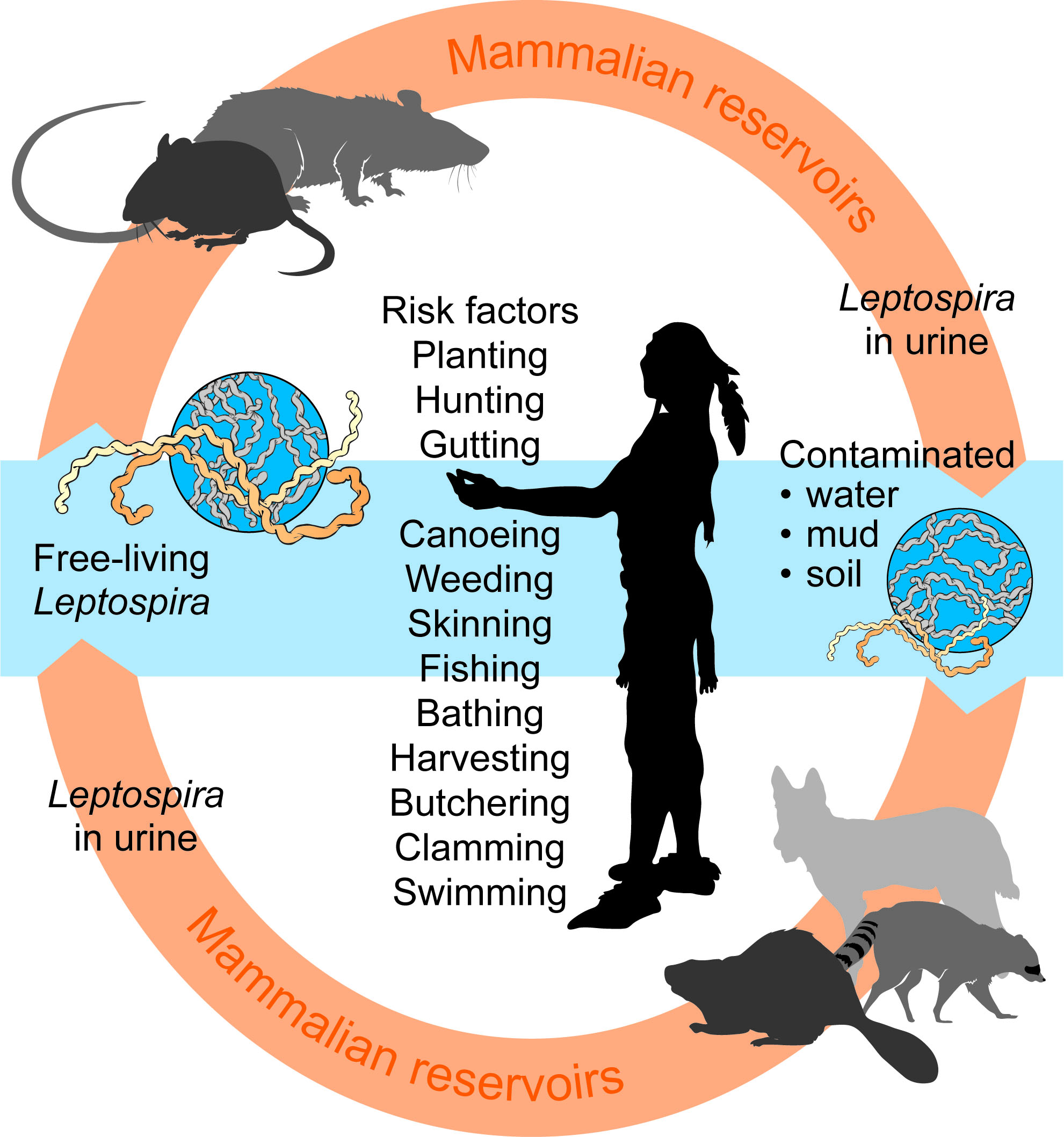 Lepto⁤ 4 Vaccine for Dogs Side Effects: Minor Reactions to Expect