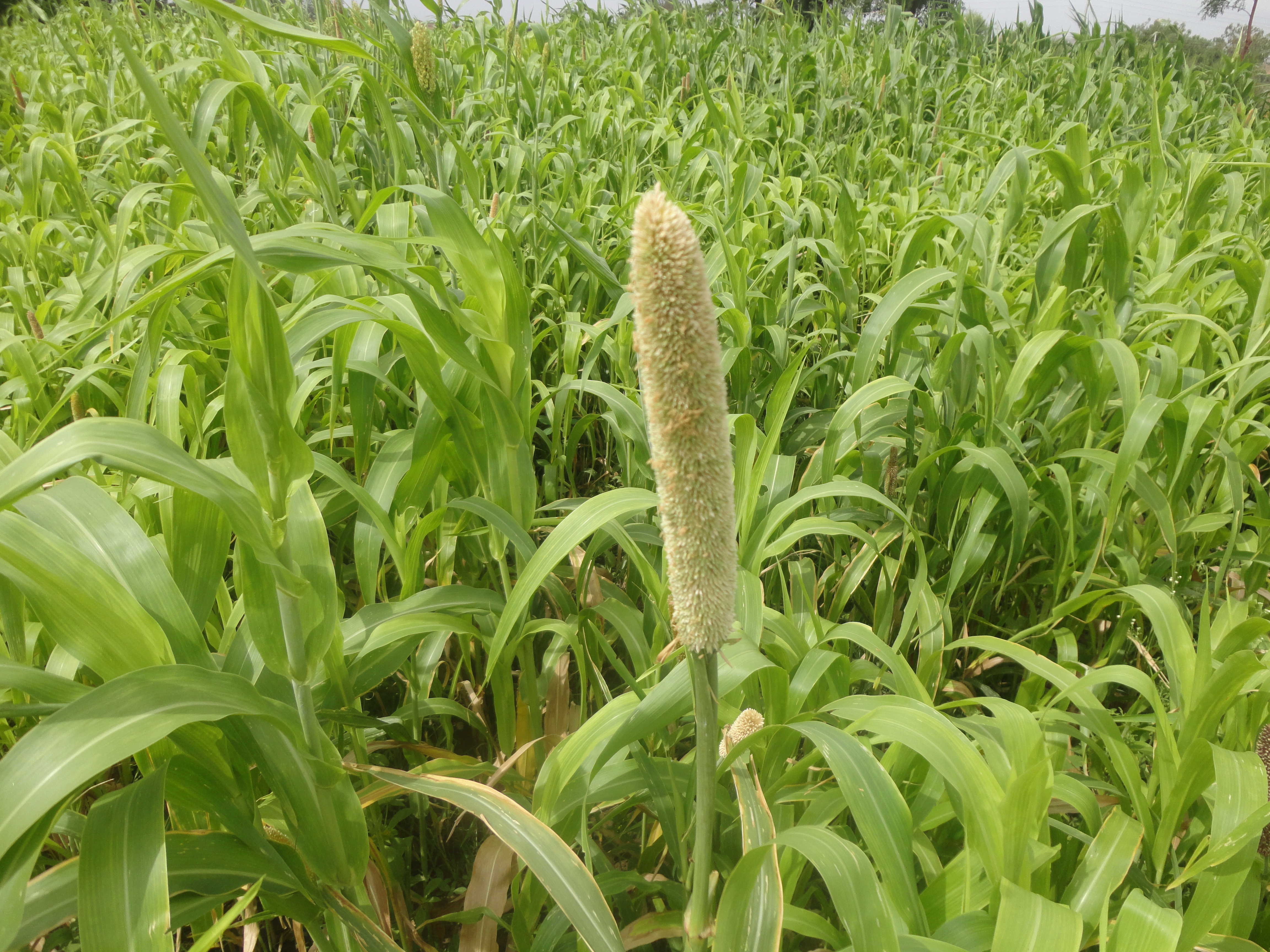 Minor ⁣Side‍ Effects ⁣of Jowar⁣ Consumption