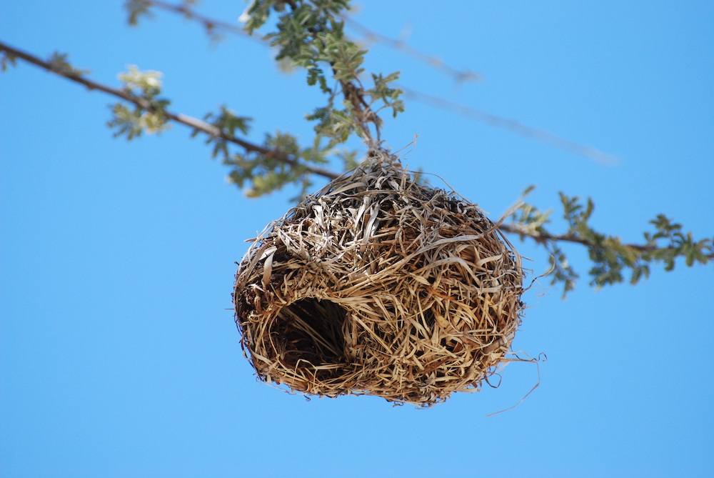 Bird Nest Side Effects