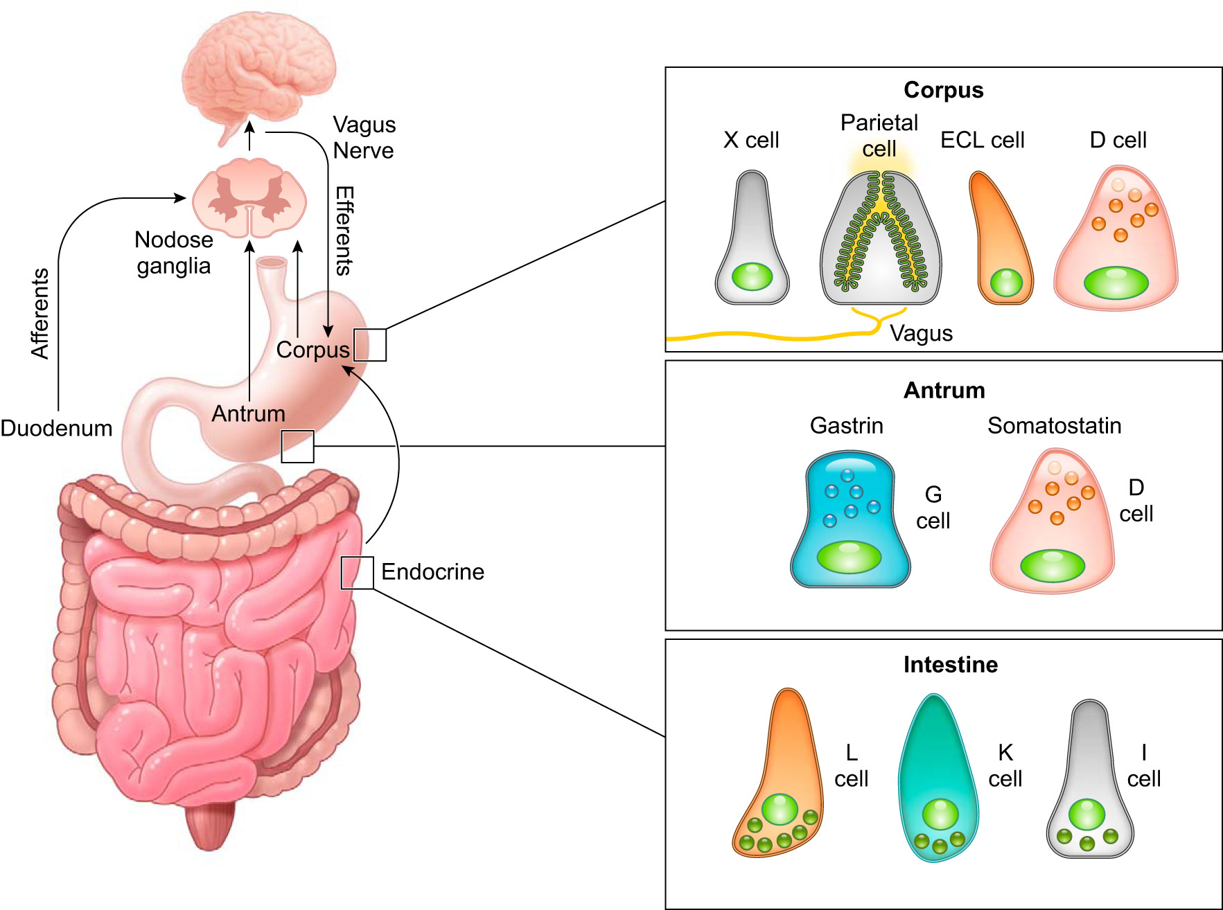 Major Gastrointestinal Side ‍Effects of Sucralose