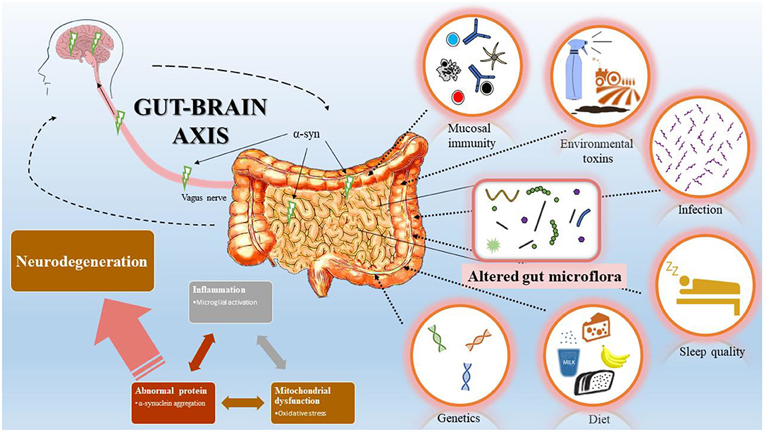 Minor Gastrointestinal Side Effects of Sucralose