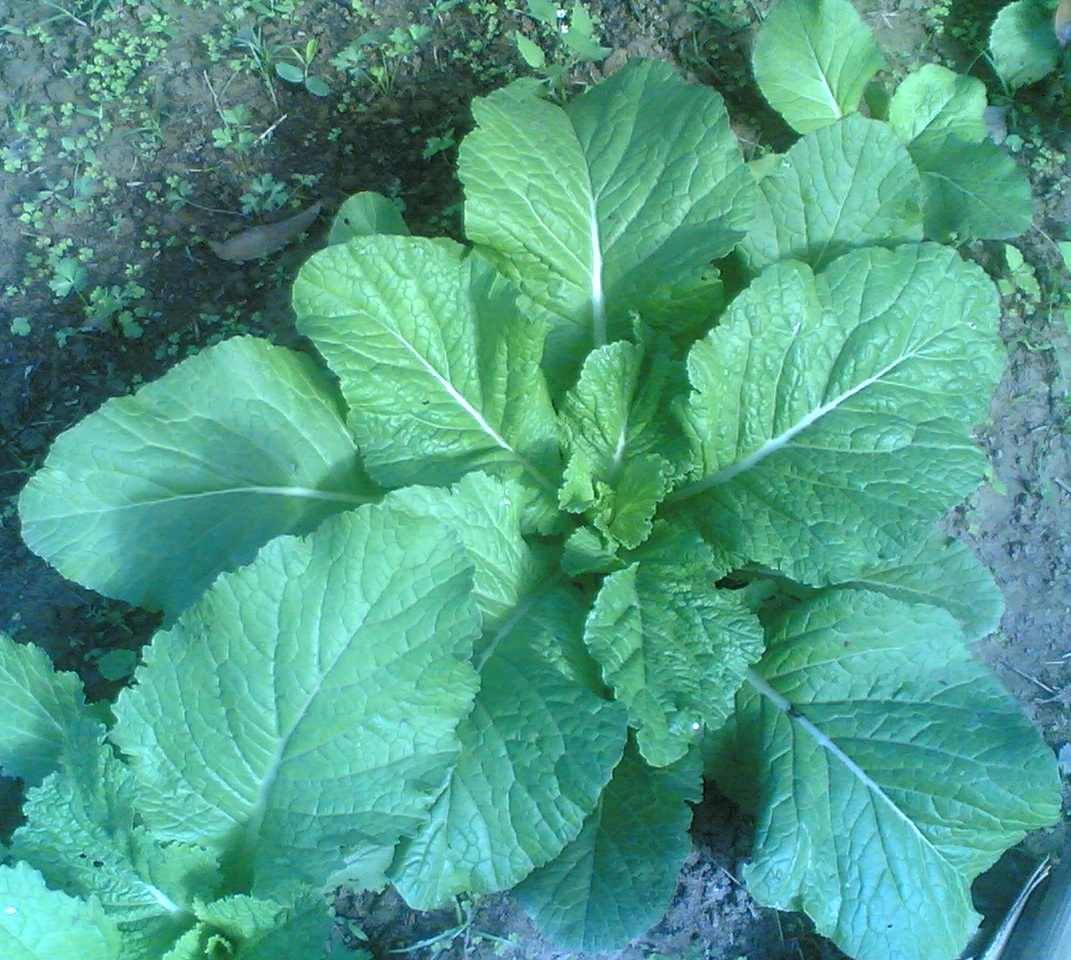 Major Side Effects of Mustard Greens