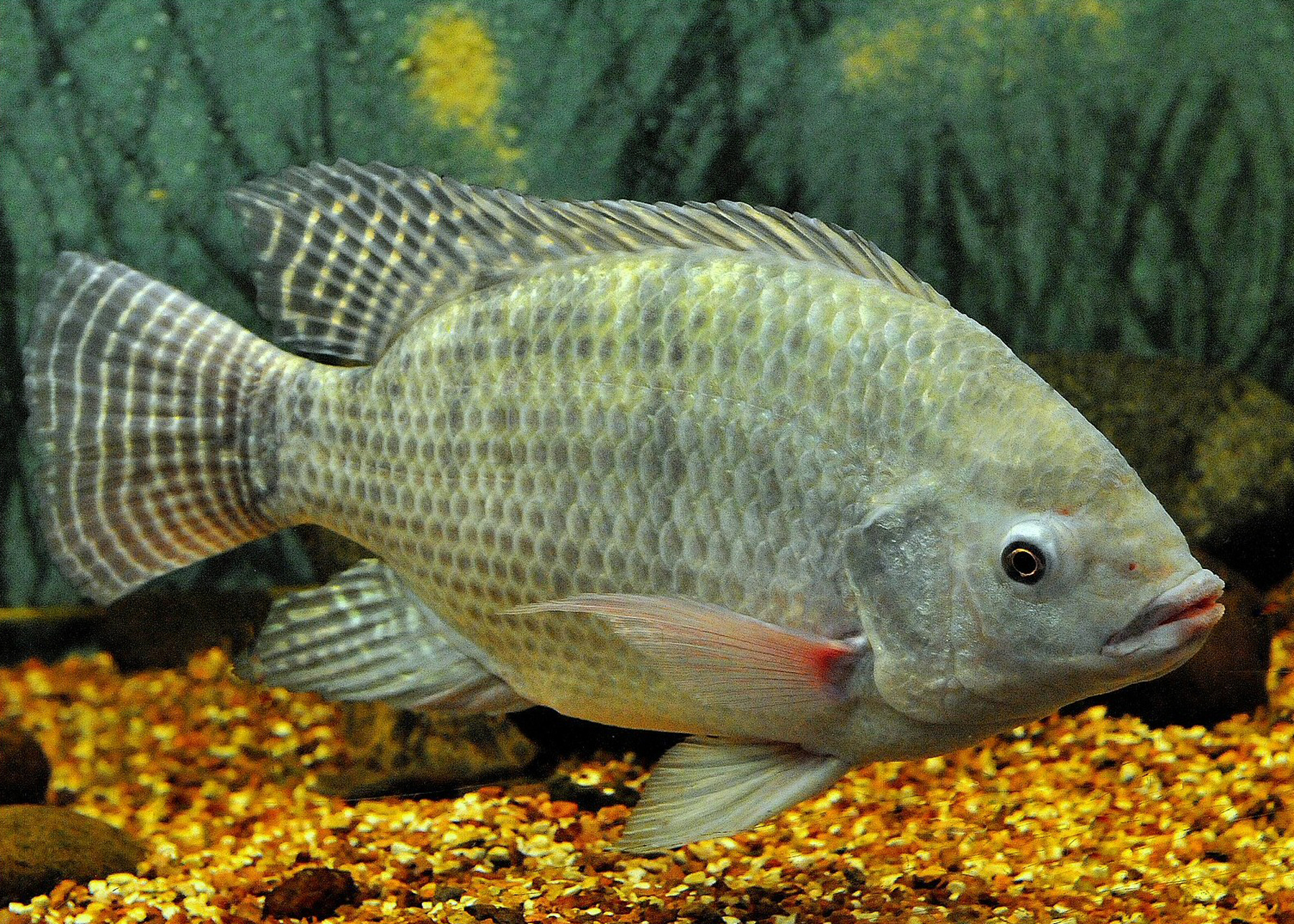 Major ​Side⁣ Effects of Tilapia Fish