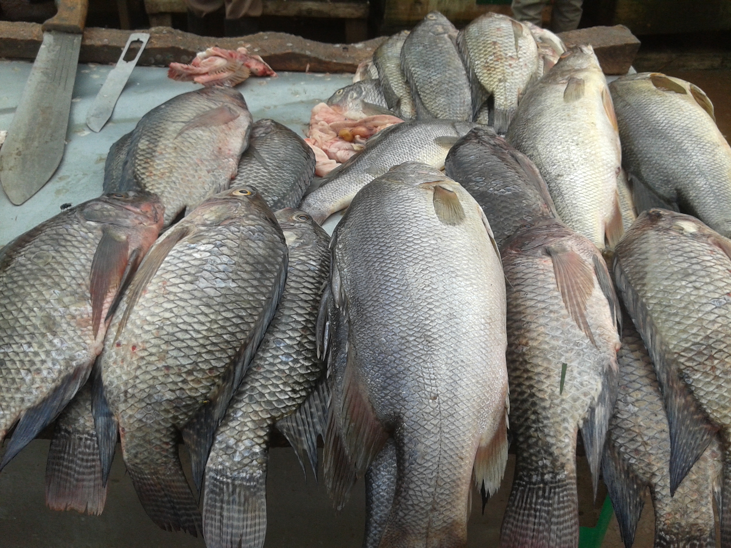 Minor Side Effects​ of Tilapia Fish