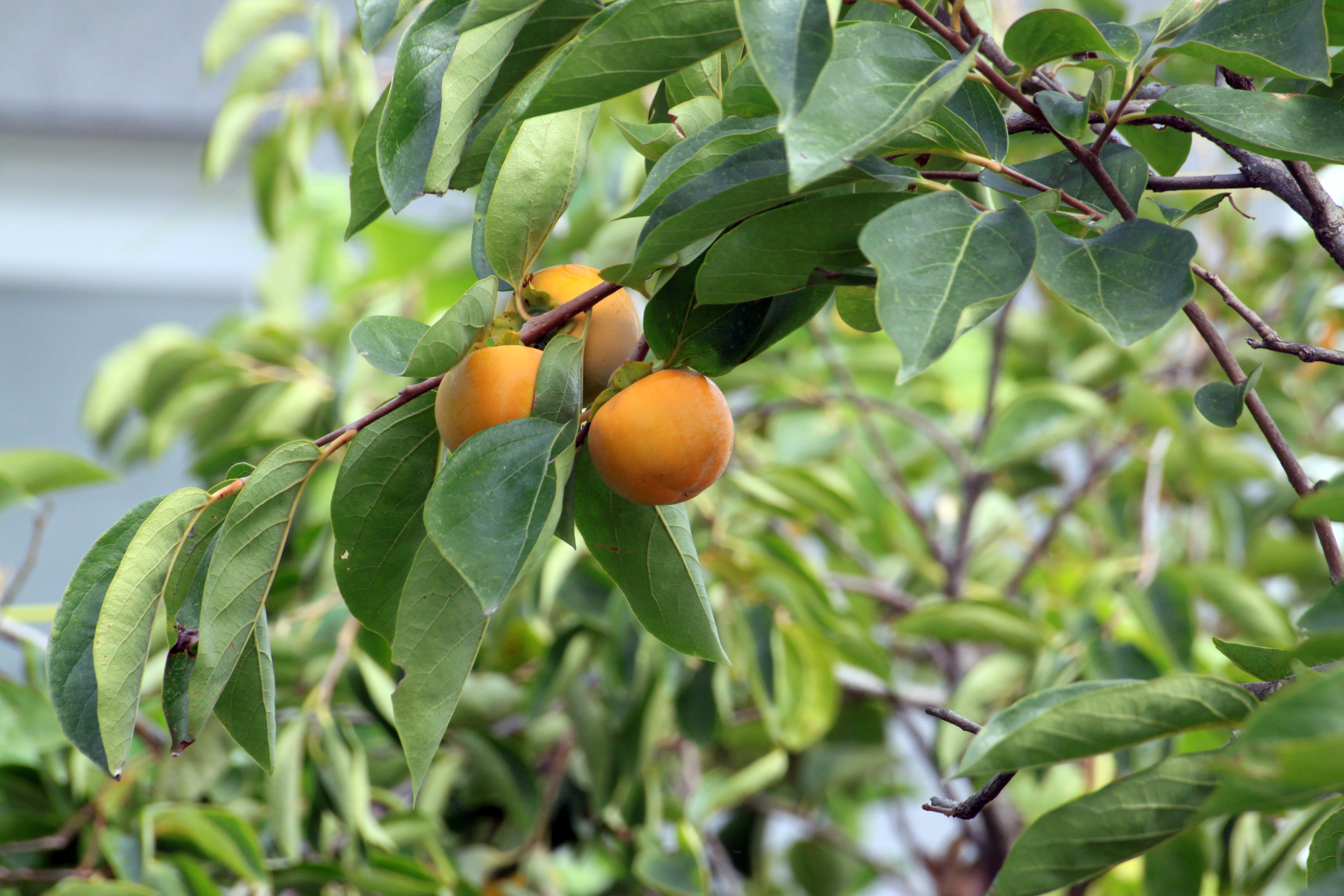 Minor Side Effects of Persimmon Leaves