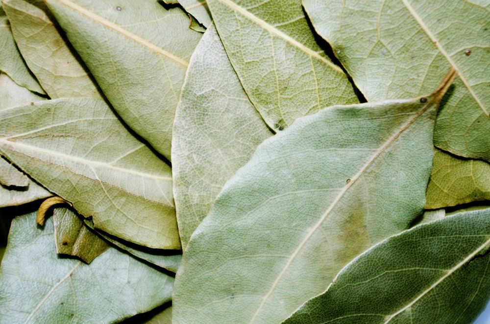 Bay Leaf Tea Side Effects