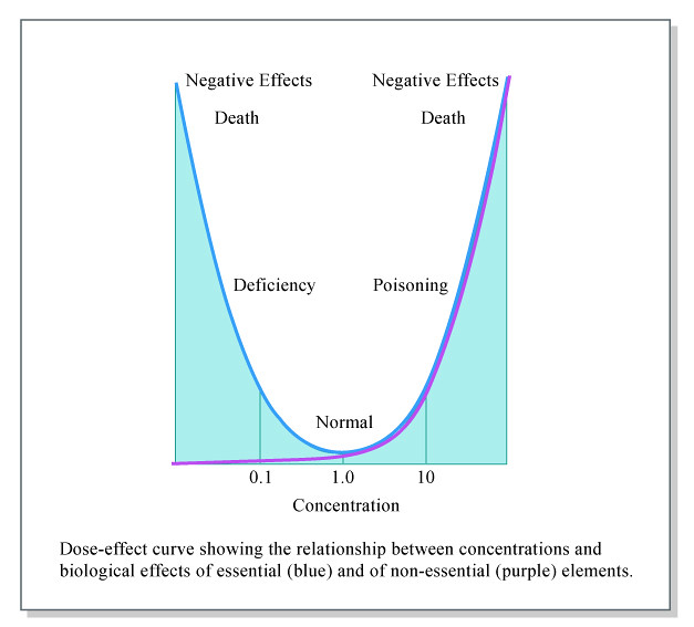 Negative Side Effects Of Portobello Mushrooms Joe Rogan