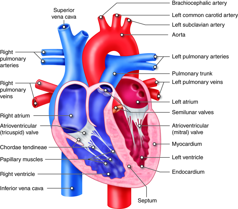 Trenbolone Side Effects On Heart