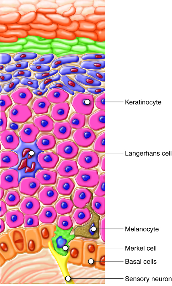 Stem Cell Patches Side Effects