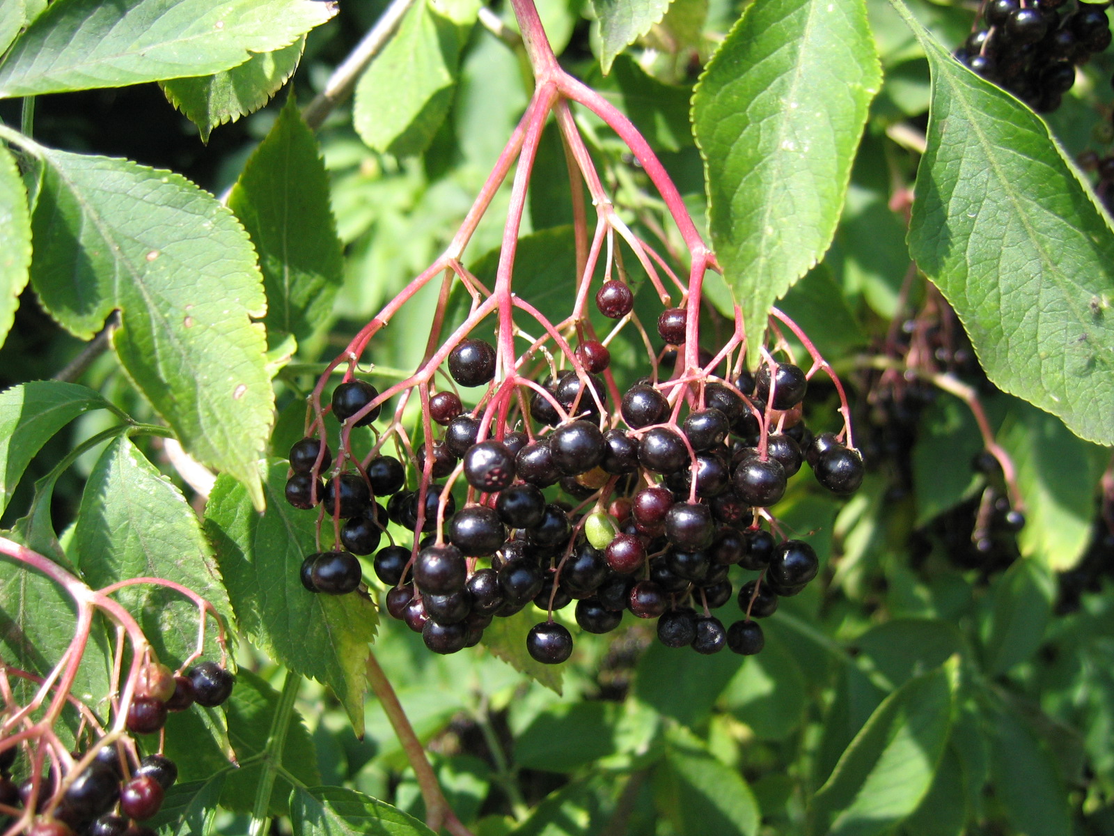 Elderberry Side Effects Liver