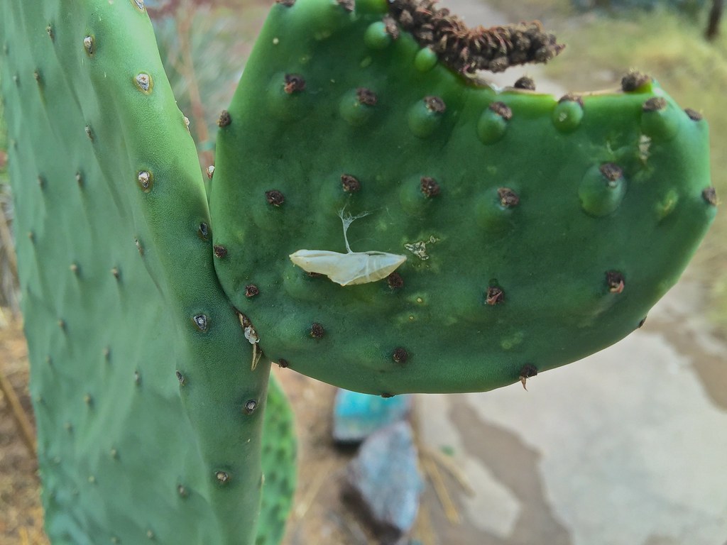 Nopal Cactus Side Effects