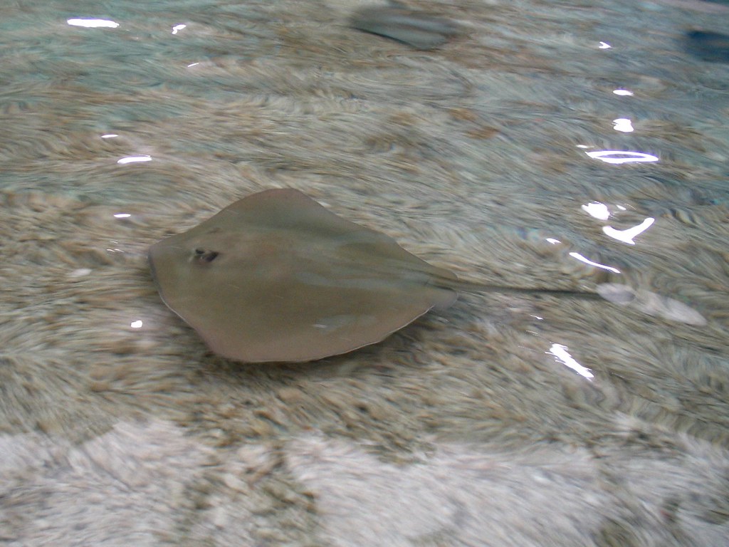 - Minor side effects‌ of eating stingray