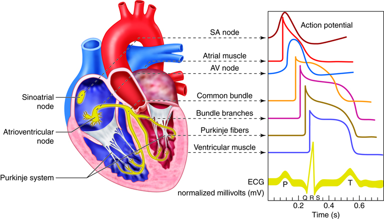 - Major side effects of Trenbolone on the ⁢heart