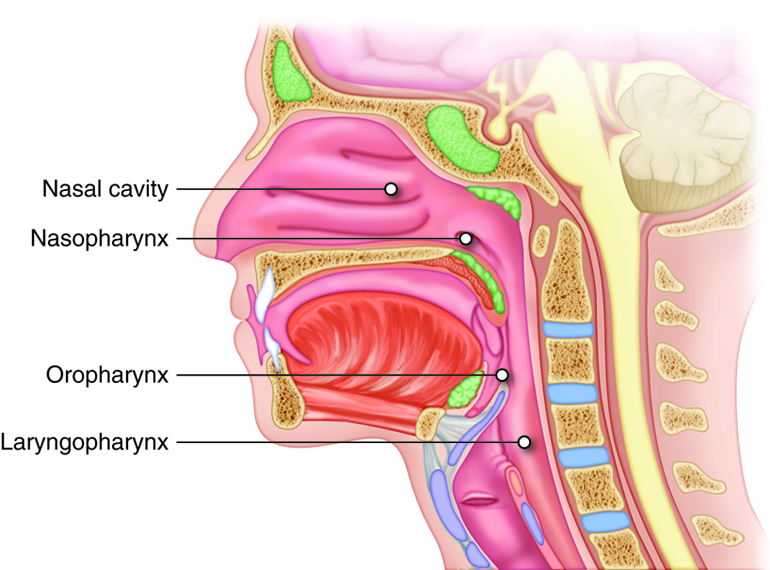 Minor ‌Side Effects of Palatal ​Expander on Nose