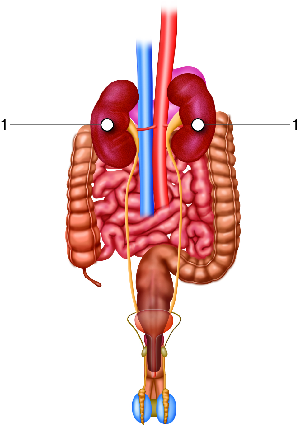 - Minor side effects of‍ Trenbolone on the⁣ heart