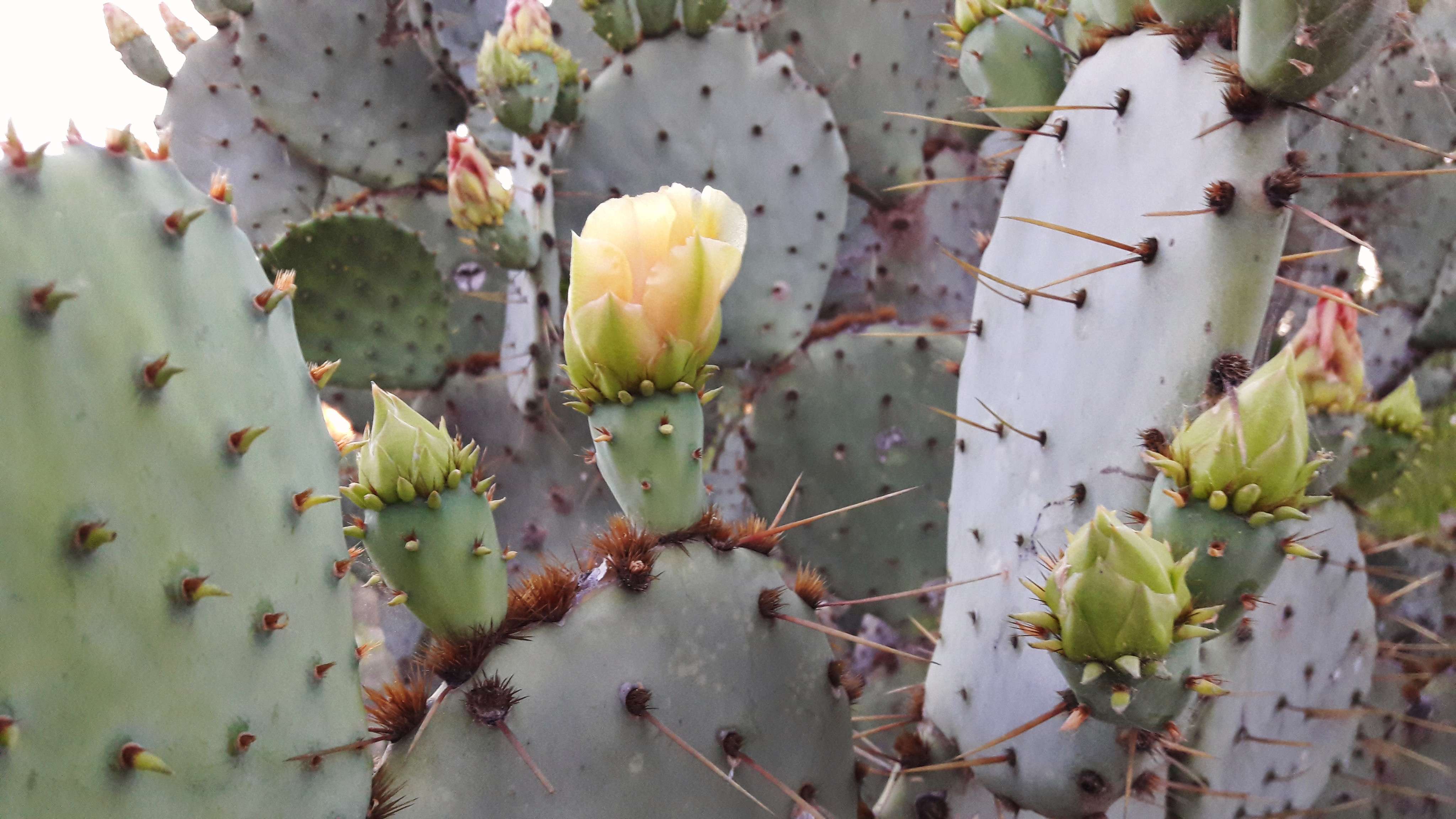 Nopal Cactus Side Effects