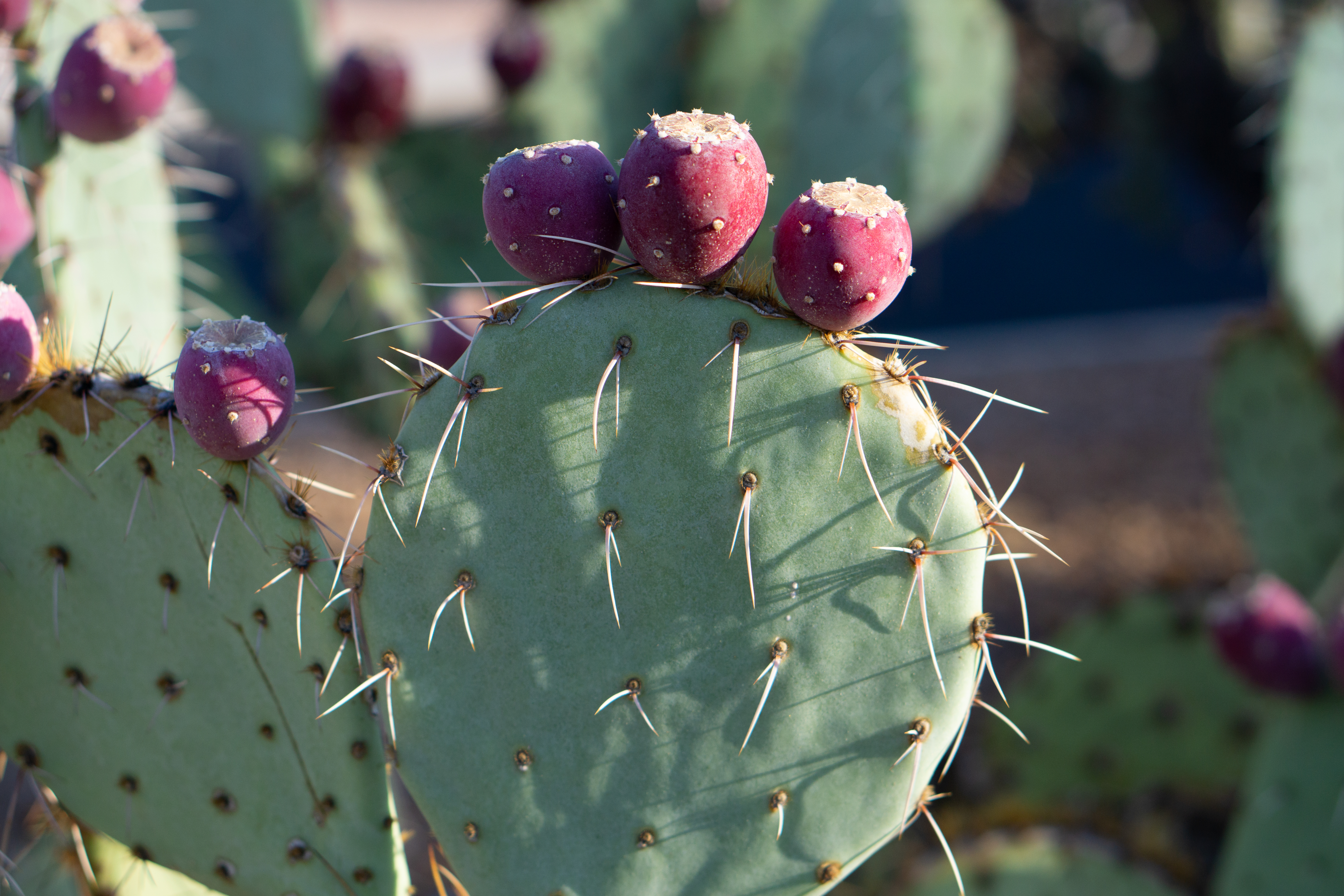 - Major ‌Side Effects of⁣ Nopal⁢ Cactus Consumption