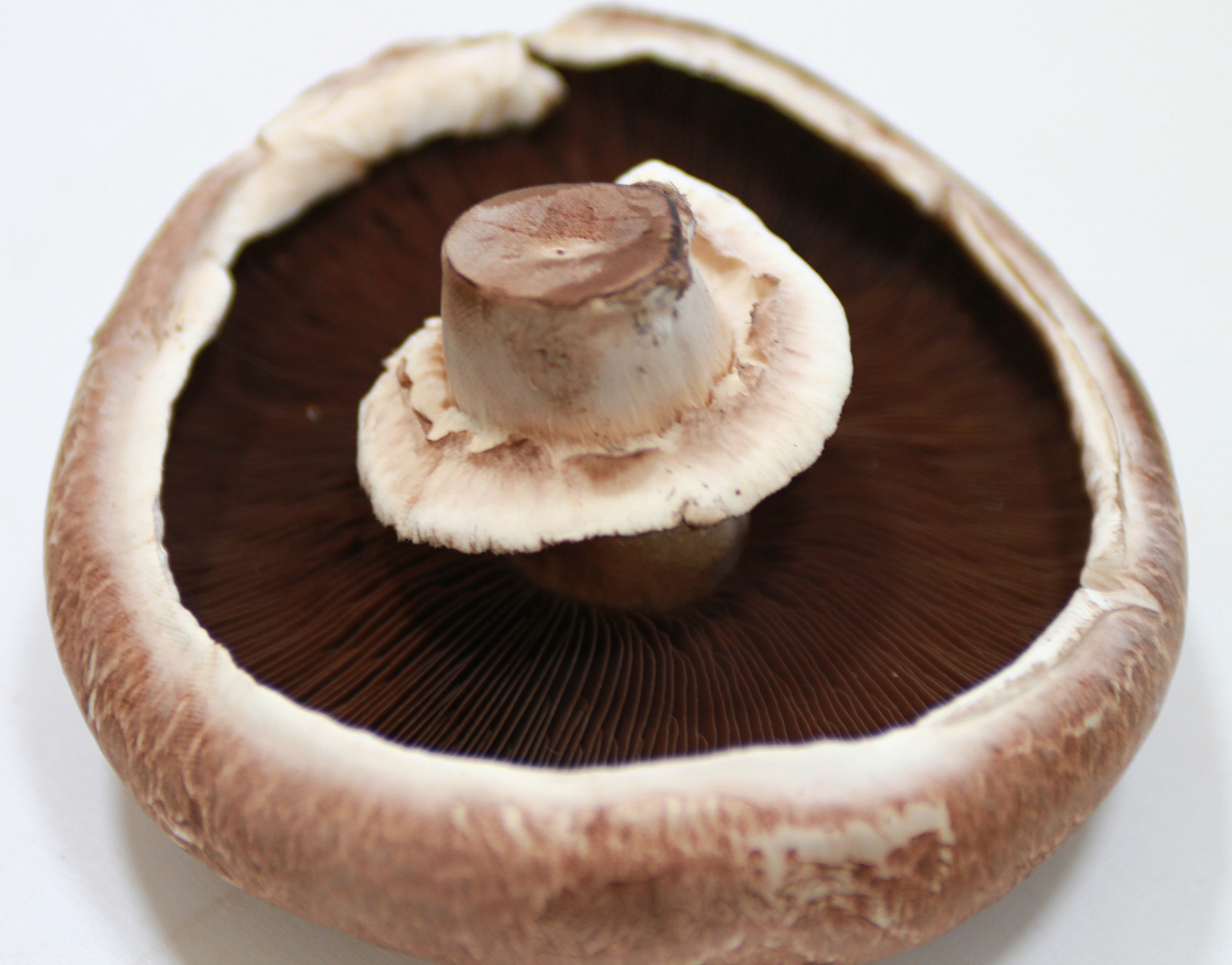 Portobello Mushrooms Negative Side Effects