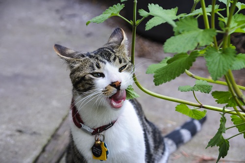 Remedies for Catnip-induced Side Effects in Cats