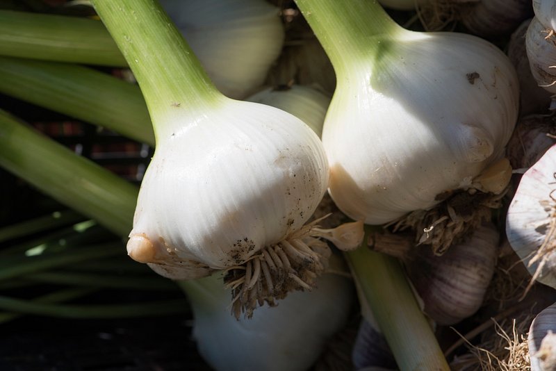 - Major Side Effects of Garlic and Honey Consumption