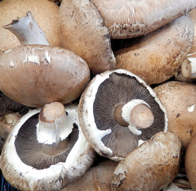 - Major ‍side‌ effects ⁣of consuming Portobello mushrooms