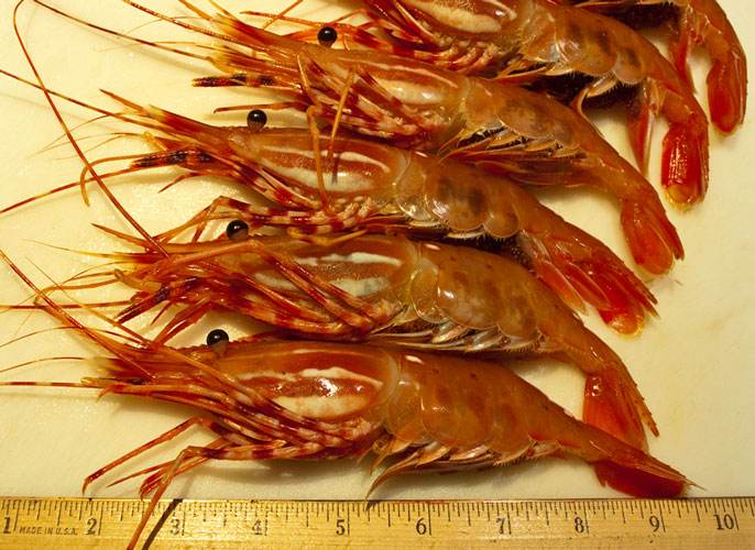 Major side ‍effects of consuming excessive amounts⁣ of shrimp