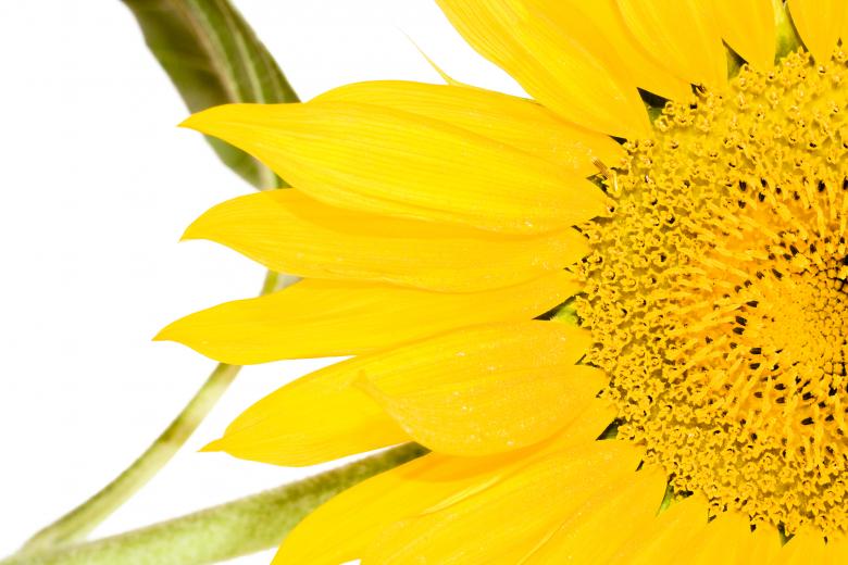 Major Side Effects of Sunflower Seeds for Female