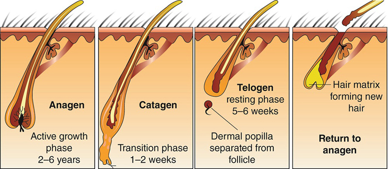 - Major Side Effects to be Aware of After Keratin ‍Treatment