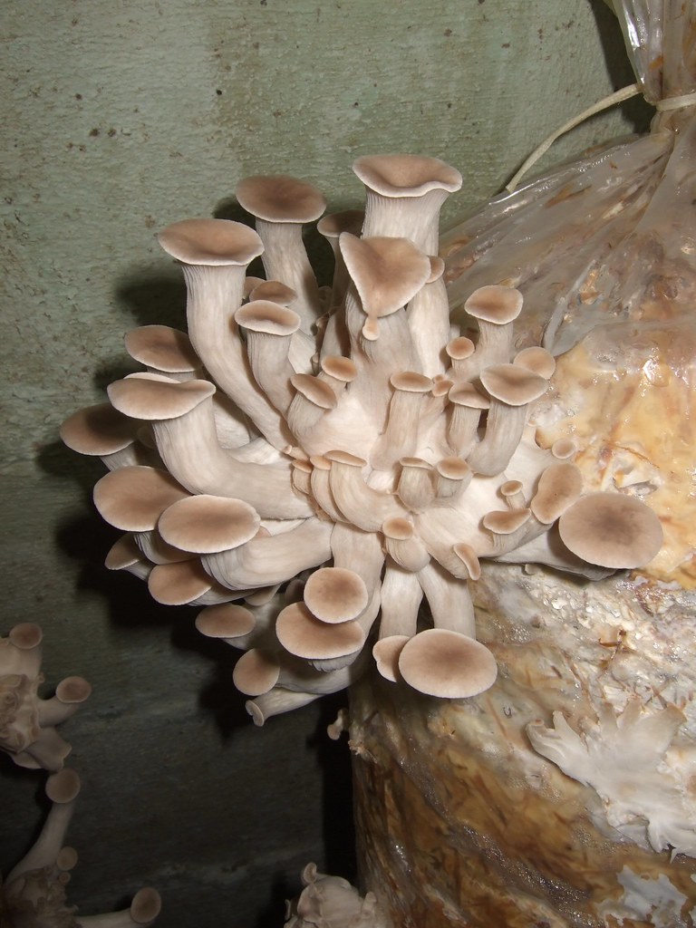 - Minor Side Effects of⁢ Consuming Oyster Mushrooms