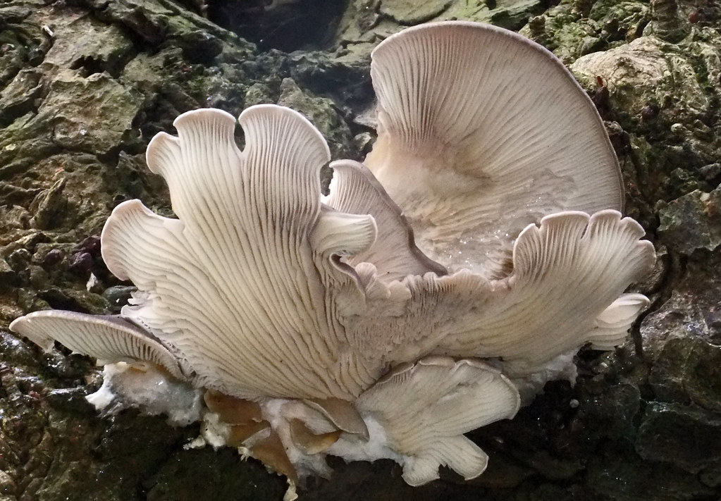 Oyster Mushroom Side Effects