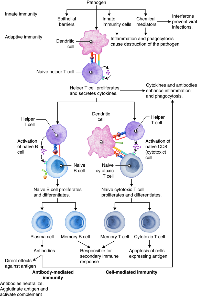 Side Effects Of Eating Beef Tendon