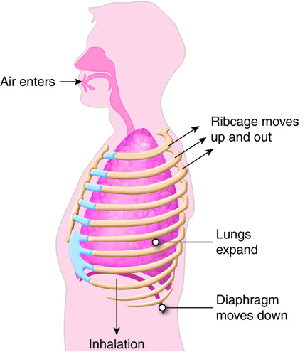 Side Effects Of Inhaling Human Feces