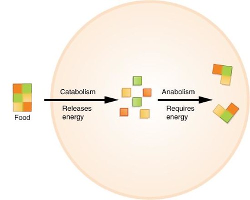 Gnc Energy And Metabolism Side Effects