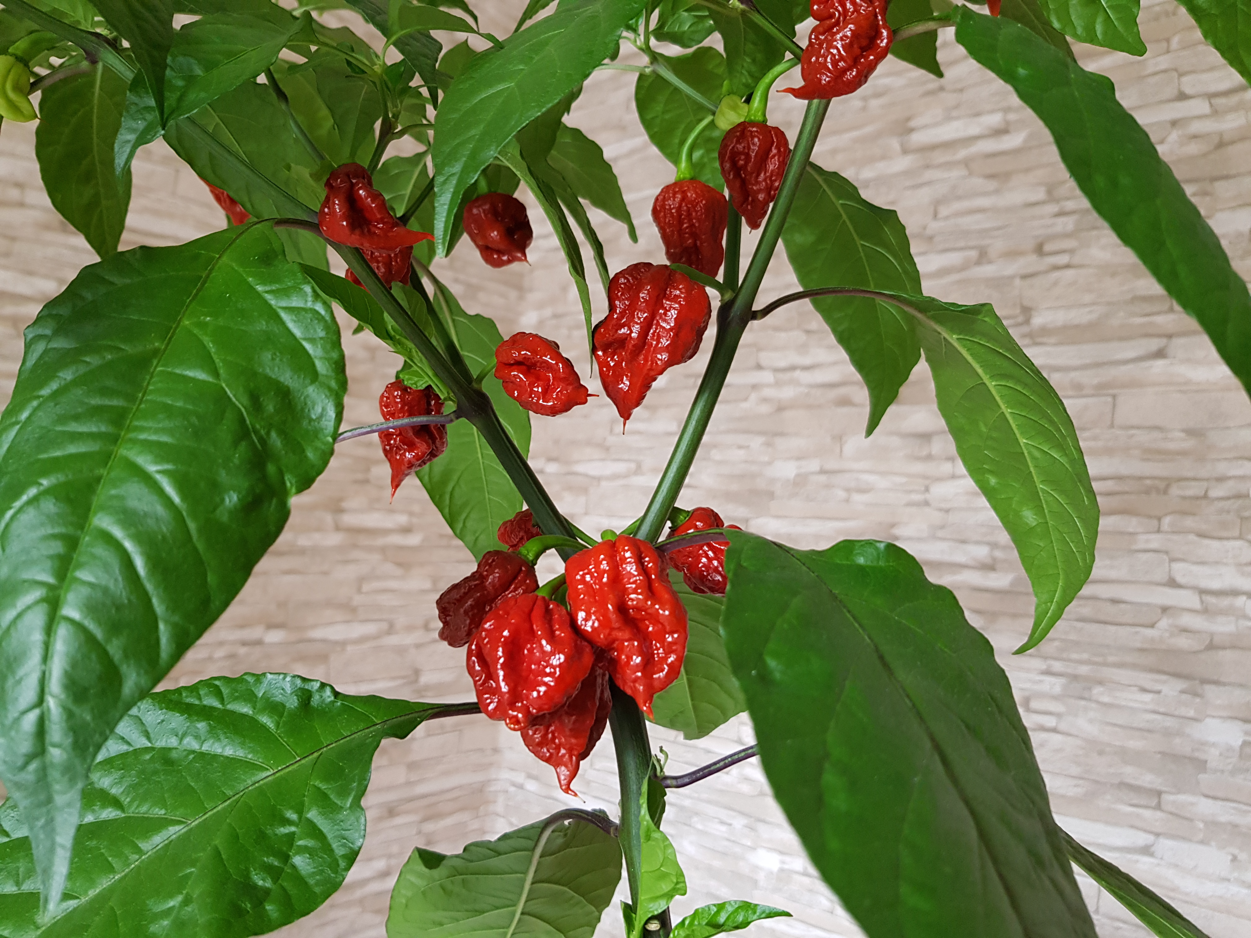 - Minor side effects of consuming Carolina Reaper