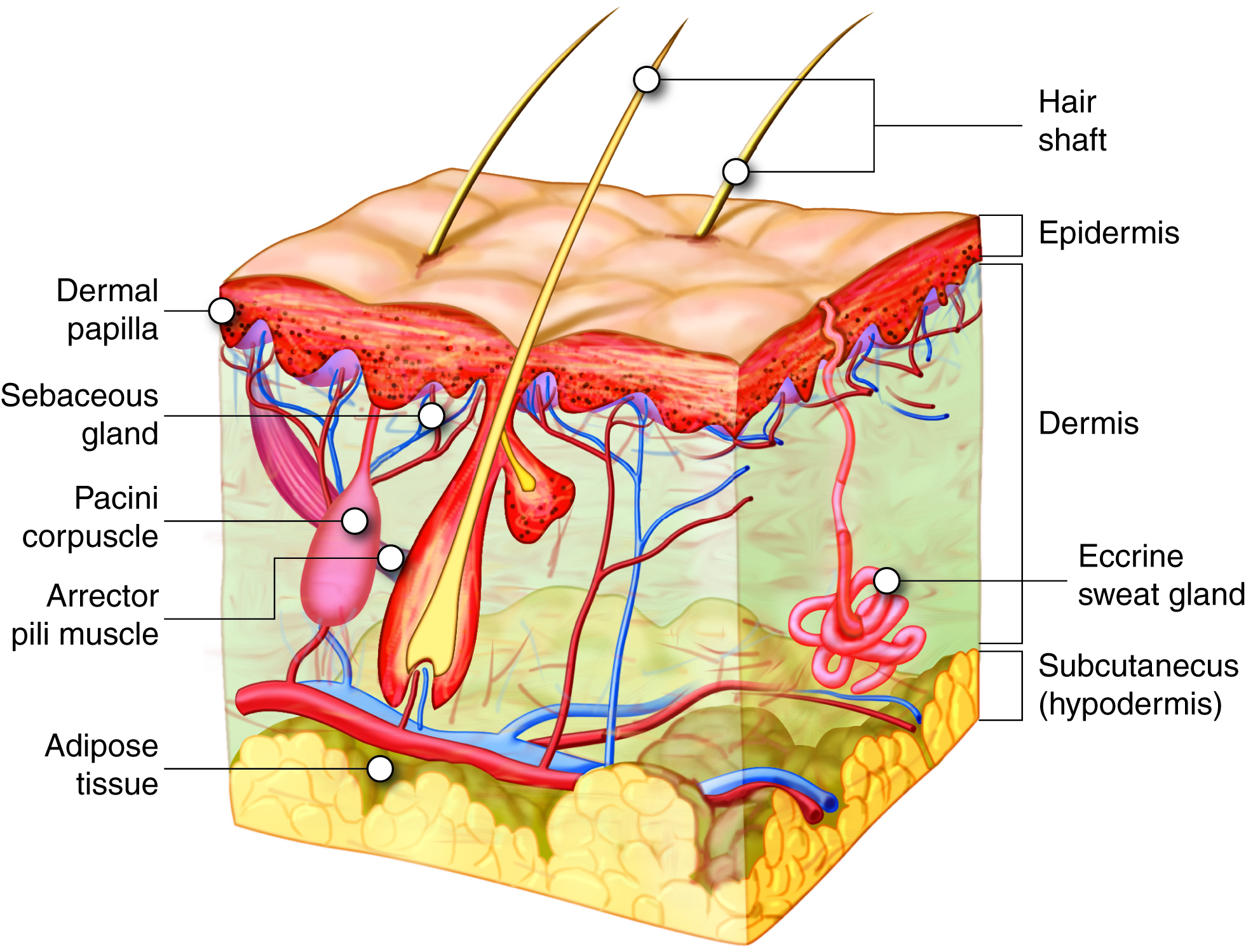 Potentially Serious Major Side​ Effects‍ of Hair Color