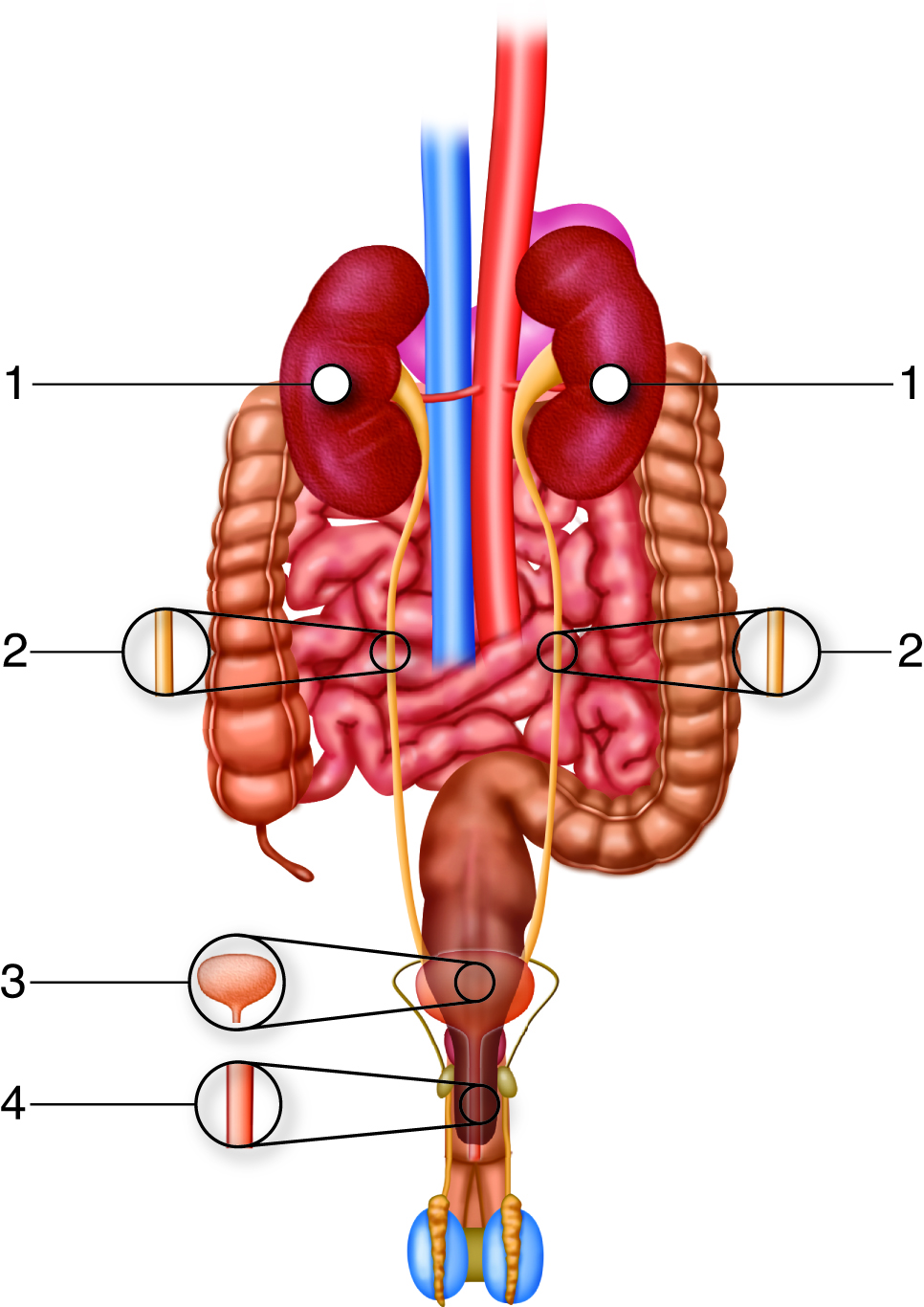 Common Minor Side Effects of Inhaling Human ‍Urine