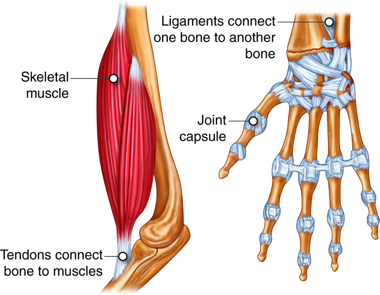 - Major Side ‍Effects of Eating ⁢Beef Tendon