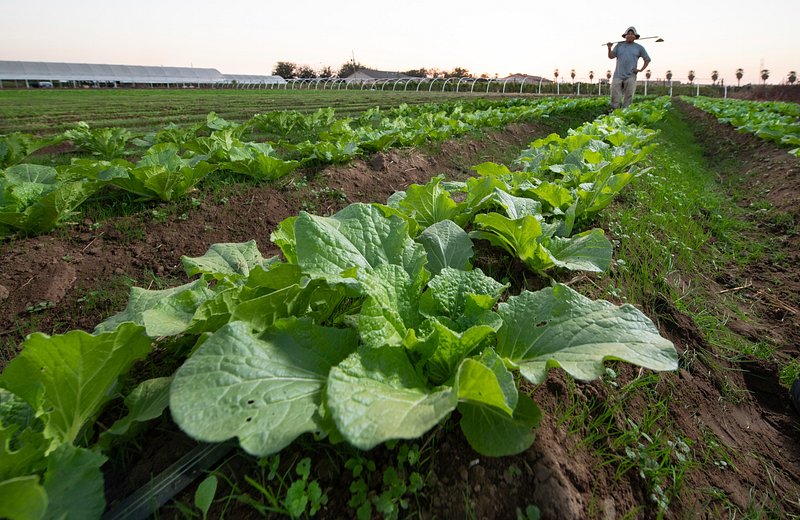 Major Side ‍Effects of Consuming ‍Cabbage ‌for Thyroid