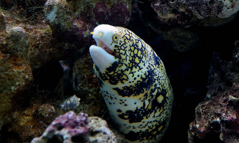 -⁣ Minor Side Effects of Eating‌ Eel