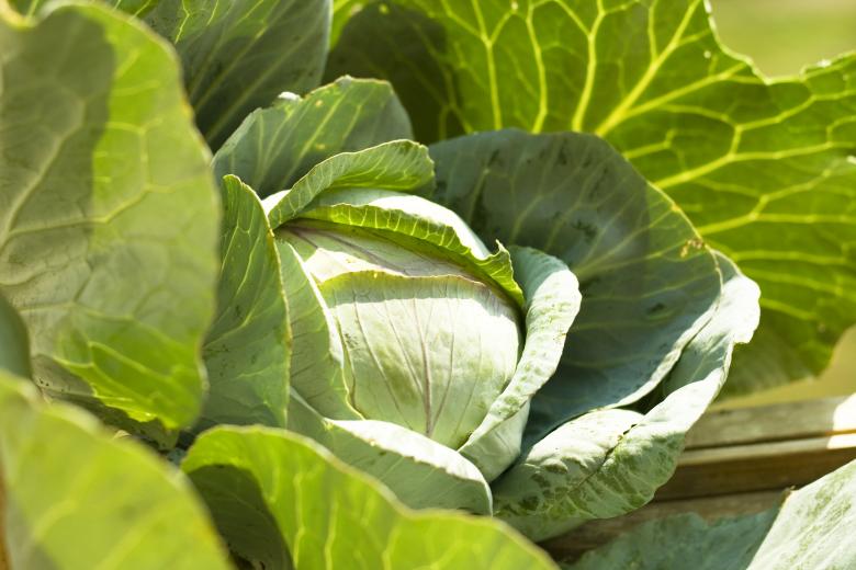 Minor​ Side Effects of Consuming⁣ Cabbage for Thyroid