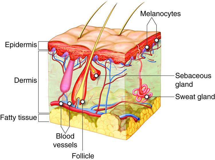 - Minor ‌Side ‌Effects of Melatonin and Tylenol